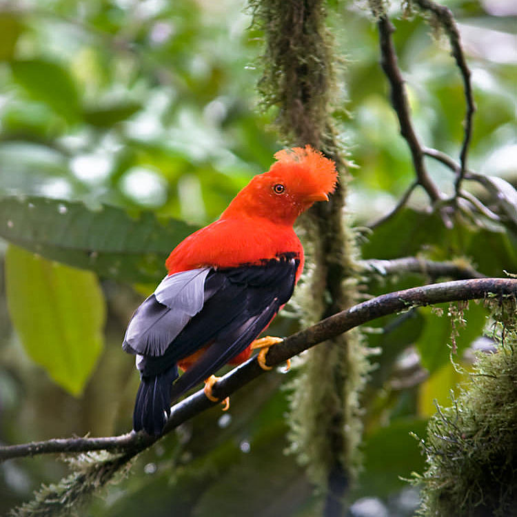 andean-cock-of-the-rock-mindo