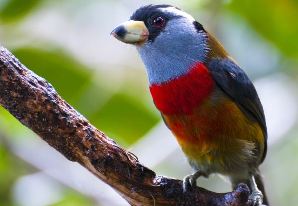 toucan-barbet-bird-in-mindo-cloud-forest-in-ecuador
