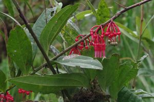 casadivinalodge_nativevegetation_0254_09262016_1200x795_90