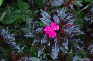 casadivinalodge_wildflower_0432_09272016_1200x795_90