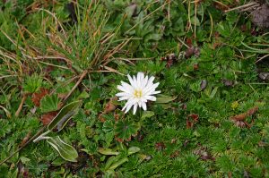 cayambe_alpineflower_0546_09282016_1200x795_90