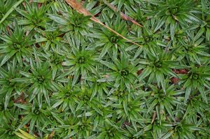cayambe_alpinevegetation_0547_09282016_1200x795_90