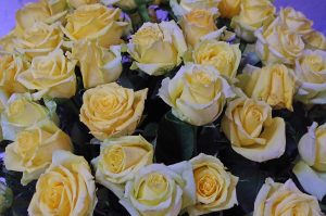 roses_0492_09282016_1200x795_90