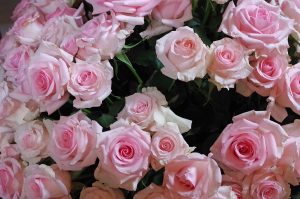 roses_0493_09282016_1200x795_90