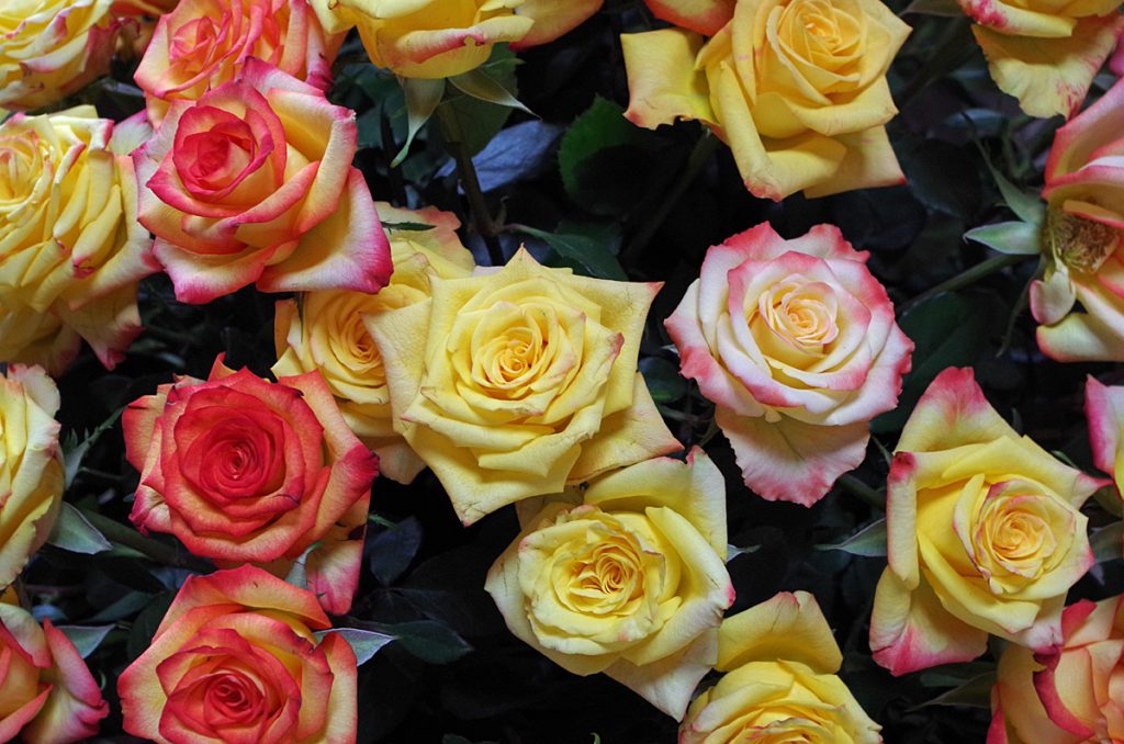 roses_0501_09282016_1200x795_90