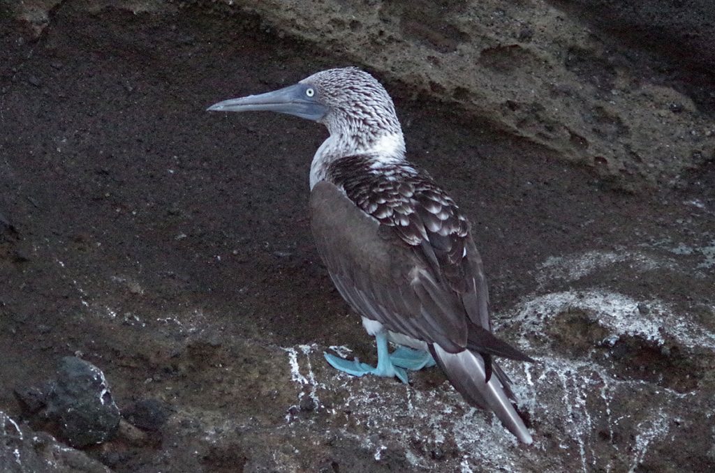 blue-footedbooby_1622_10052016_1200x795_90