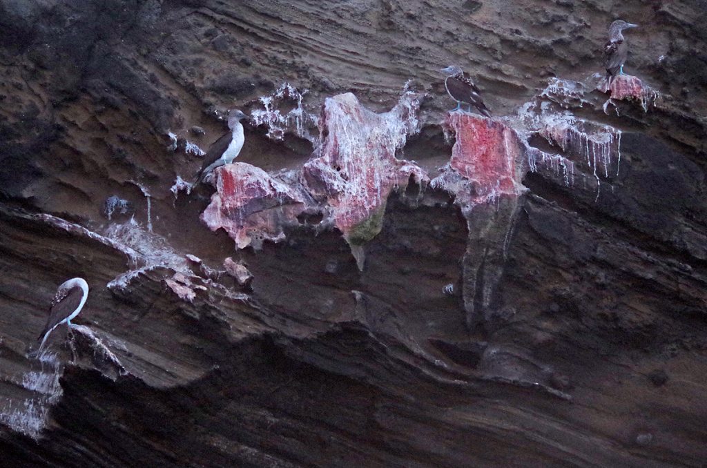 blue-footedboobys_1613_10052016_1200x795_90