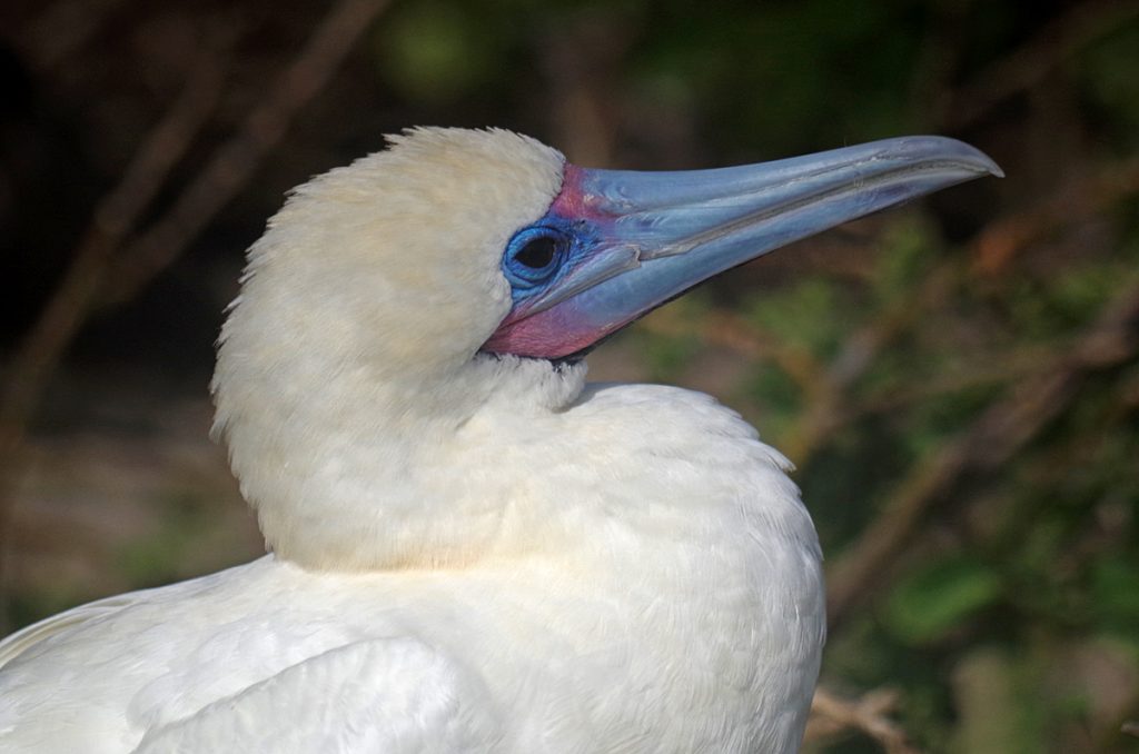 bluefootedbooby_1252b_10032016_1200x795_90