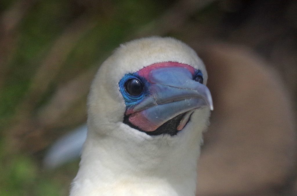 bluefootedbooby_1255b_10032016_1200x795_90