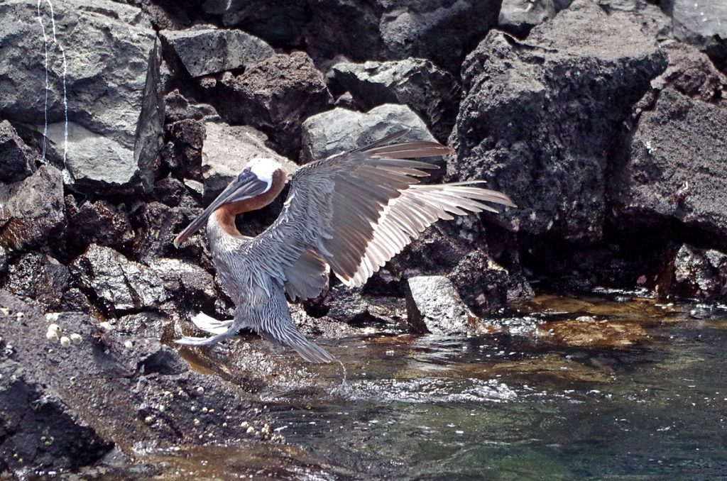 brownpelicanlanding_1151_10032016_1200x795_90
