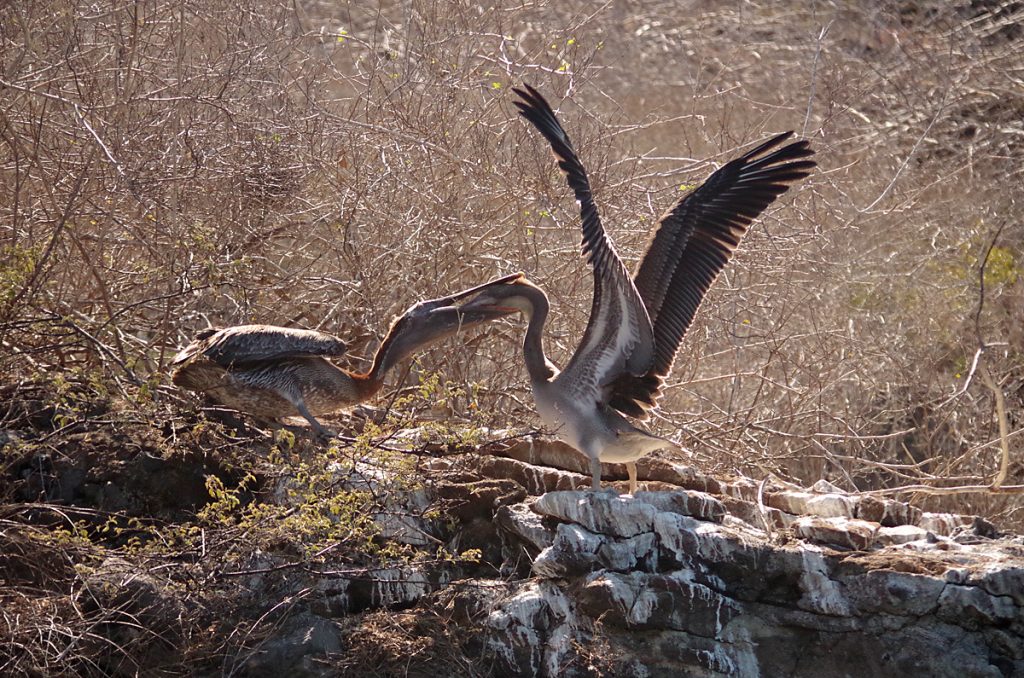brownpelicanpair_1628_10052016_1200x795_90