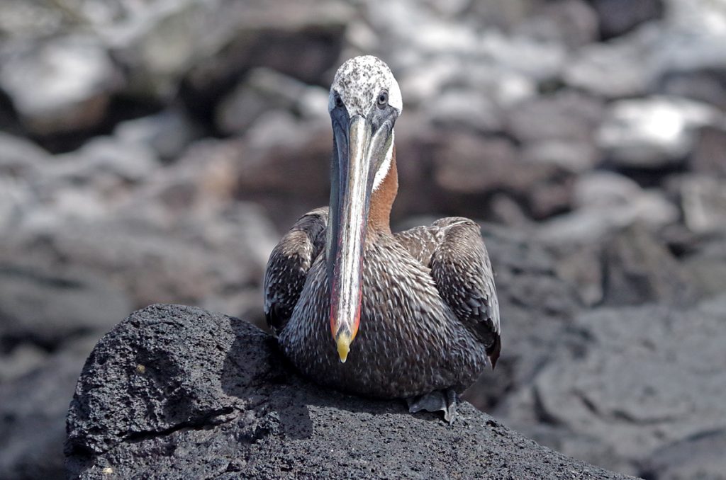 brownpelican_0835_10022016_1200x795_90