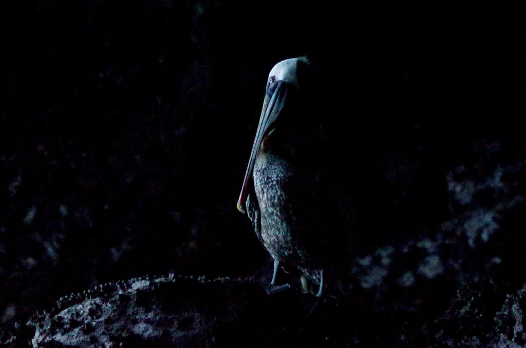 brownpelican_1566_10052016_1200x795_90