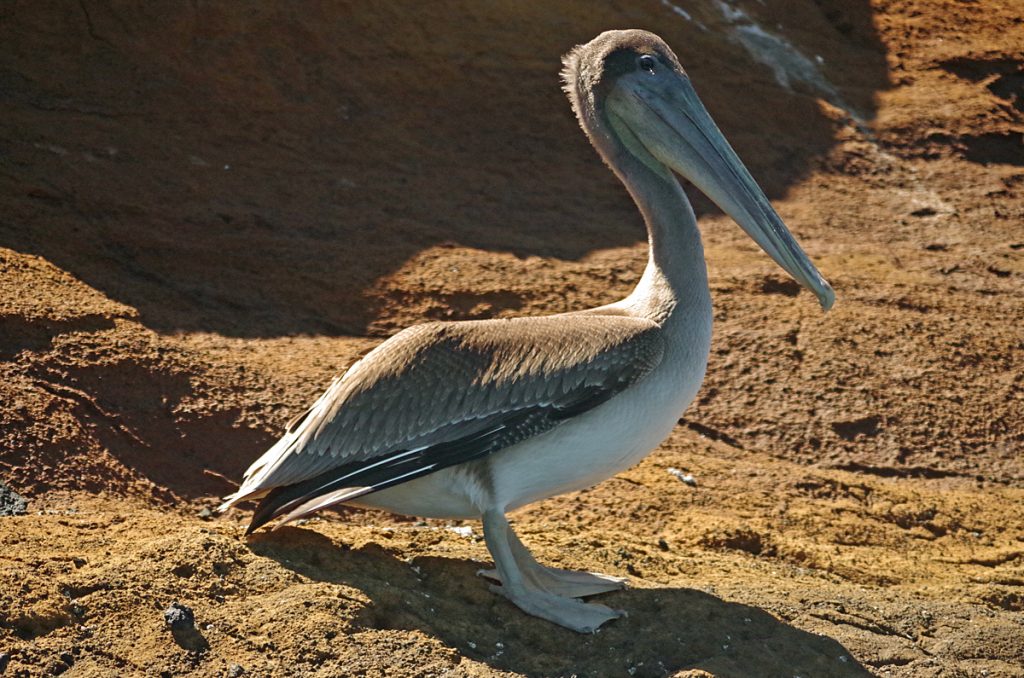 brownpelican_1589_10052016_1200x795_90