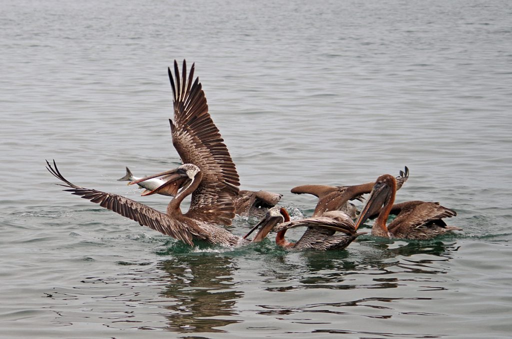 brownpelicans_1825_10062016_1200x795_90