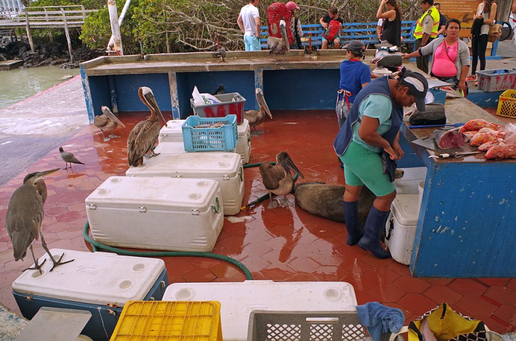 fishmarket_santacruz_2059_10072016_1200x795_90