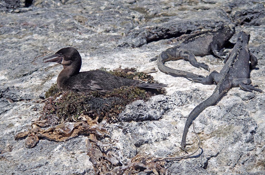 flightlesscormorant-marineiguanas_1435_10042016_1200x795_90