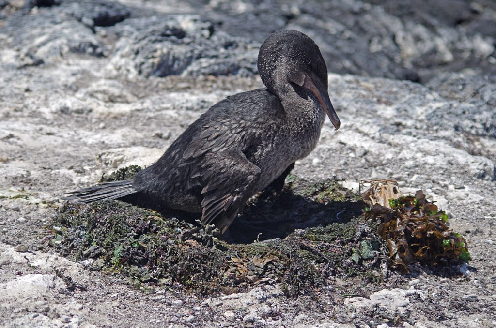 flightlesscormorant-nest_1434_10042016_1200x795_90