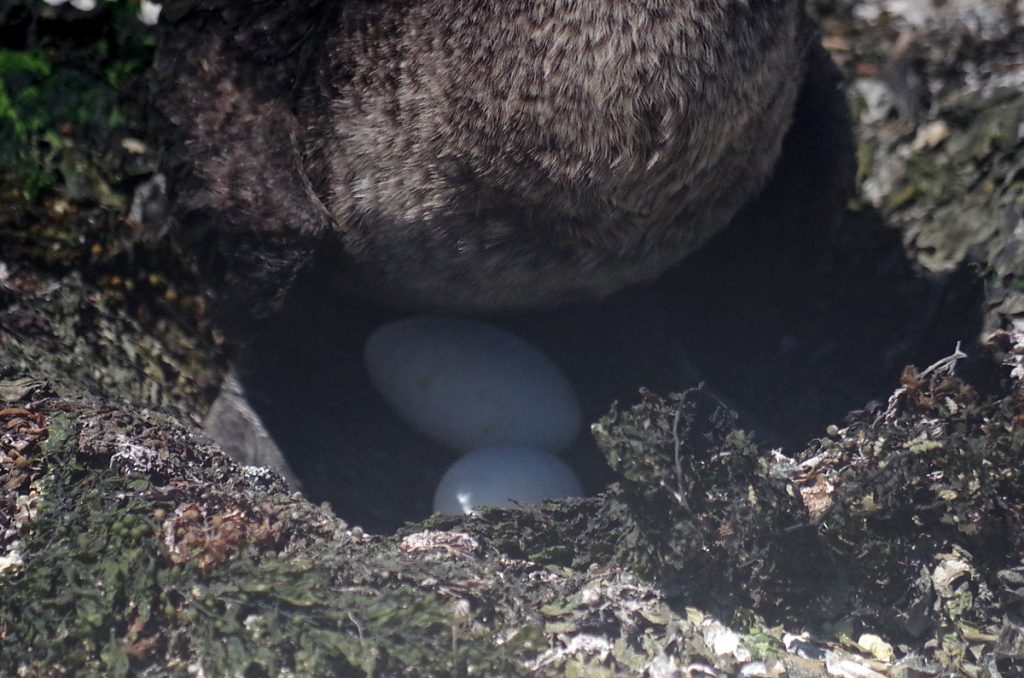 flightlesscormoranteggs_1425b_10042016_1200x795_90