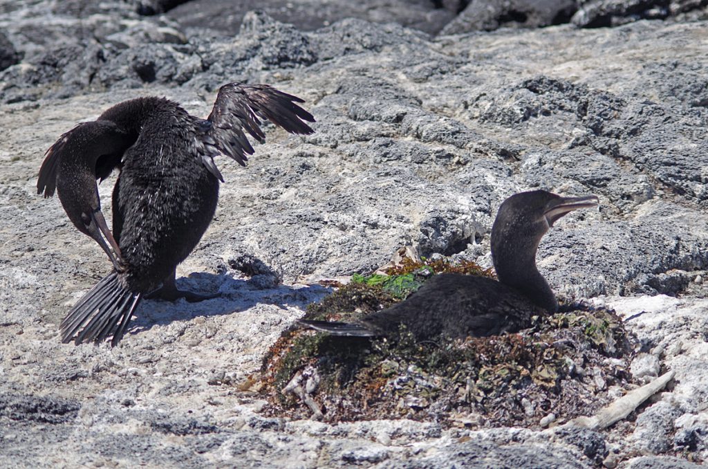 flightlesscormorants-nestingpair_1430_10042016_1200x795_90