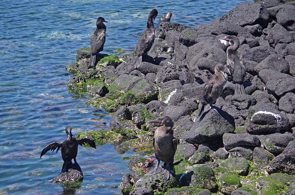 flightlesscormorants_blue-footedboobies_sealion_1410_10042016_1200x795_90