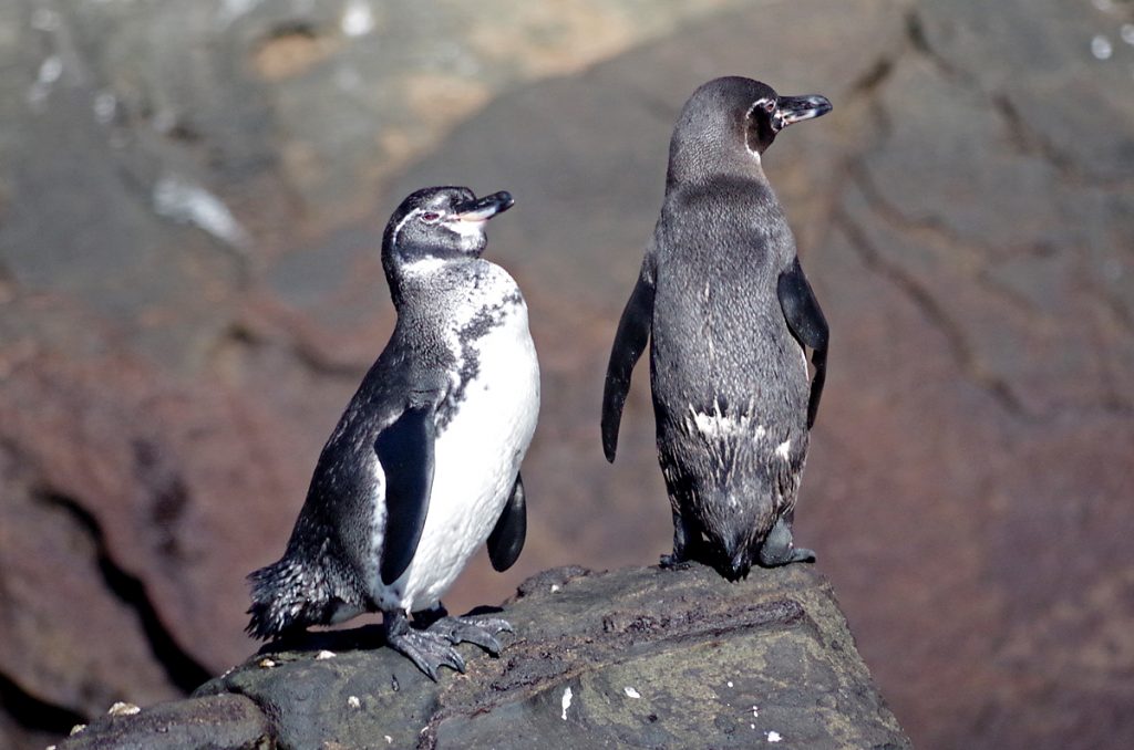 galapagospenguins_1559_10052016_1200x795_90