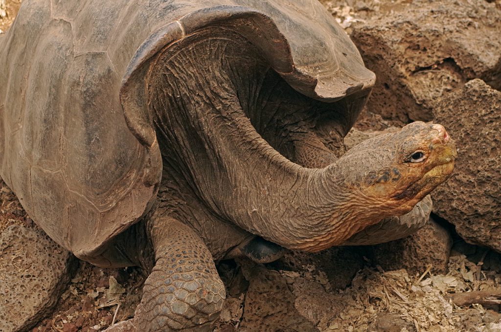 gianttortoise_2045_10072016_1200x795_90