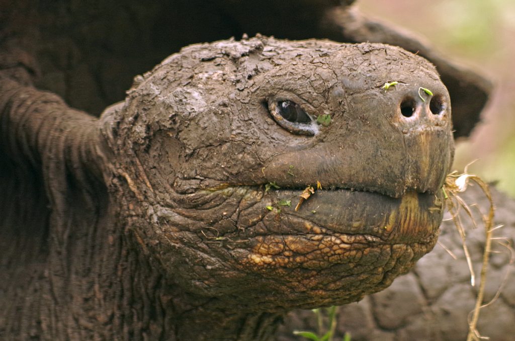 gianttortoise_2078_10072016_1200x795_90