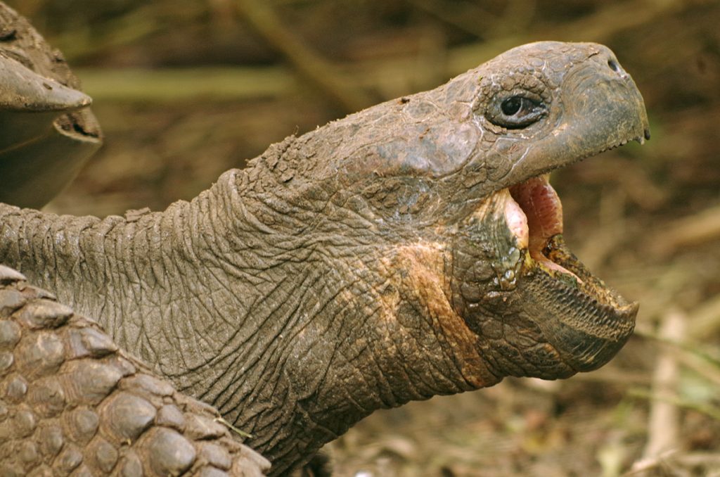 gianttortoise_2085_10072016_1200x795_90