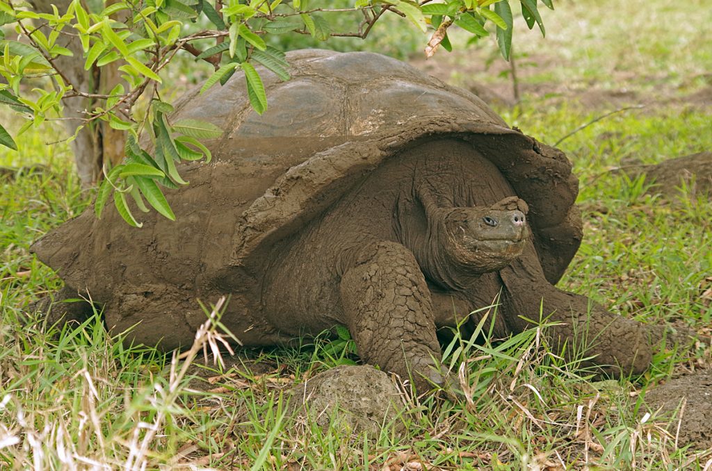 gianttortoise_2120_10072016_1200x795_90