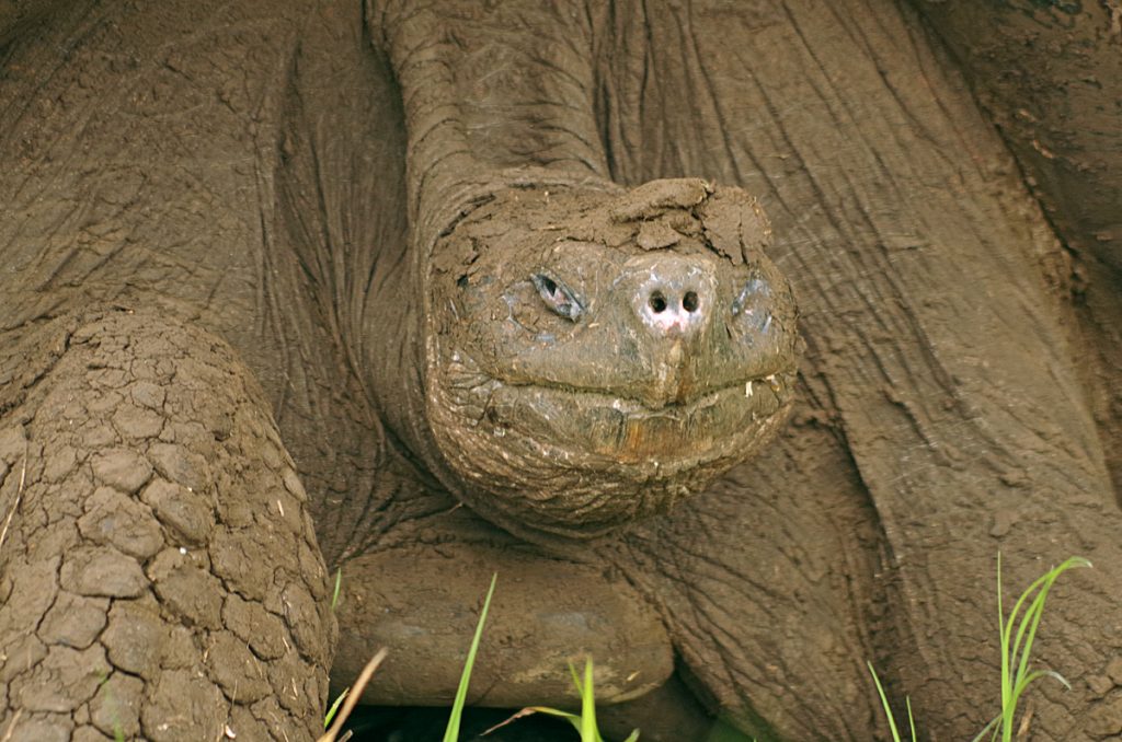 gianttortoise_2121_10072016_1200x795_90