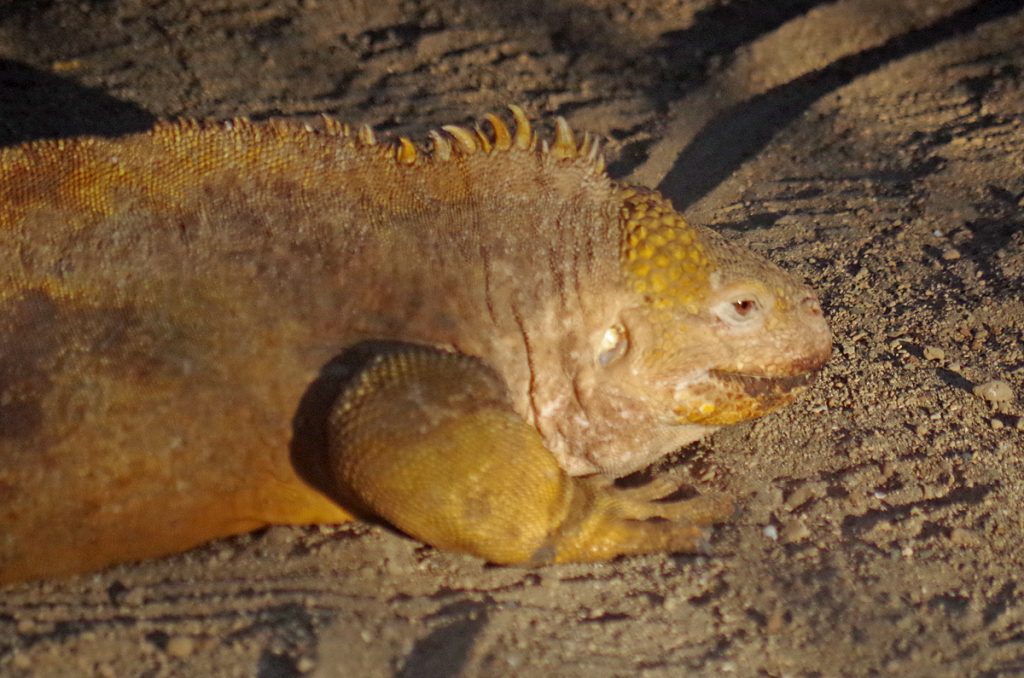 goldeniguana_1499b_10042016_1200x795_90