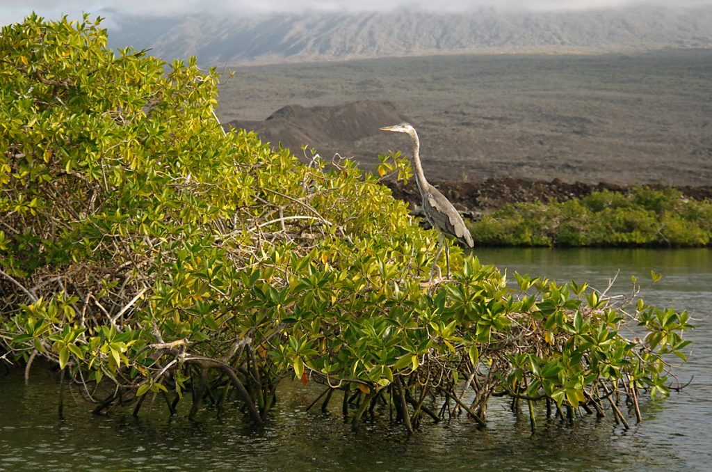 greatblueheron_1755_10052016_1200x795_90