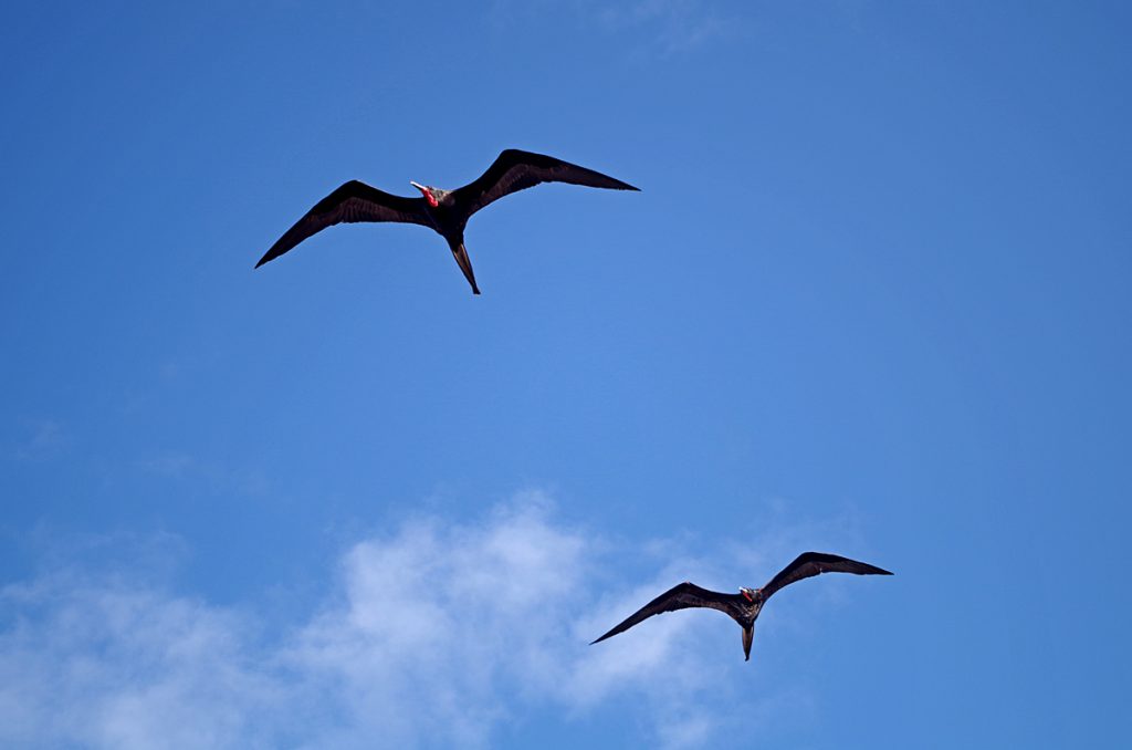 greatfrigatebirds_1319_10042016_1200x795_90
