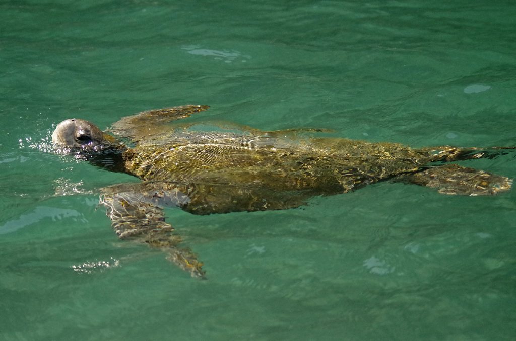 greenseaturtle_1712_10052016_1200x795_90