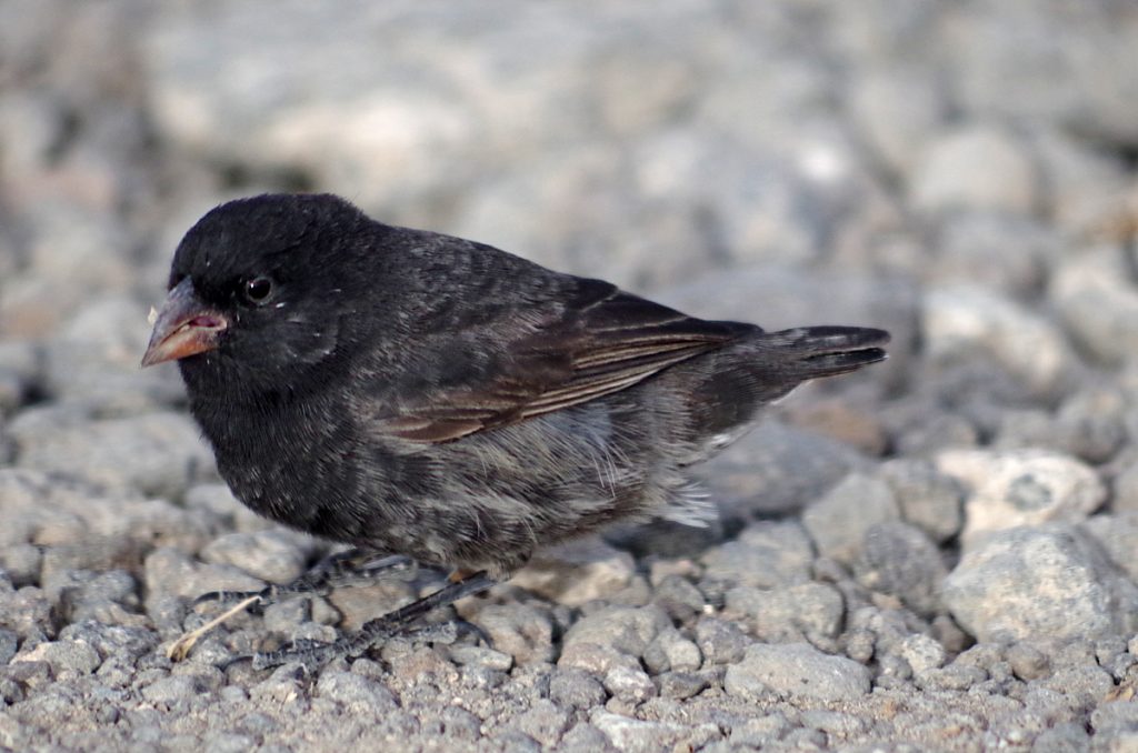 groundfinch_0939_10022016_1200x795_90