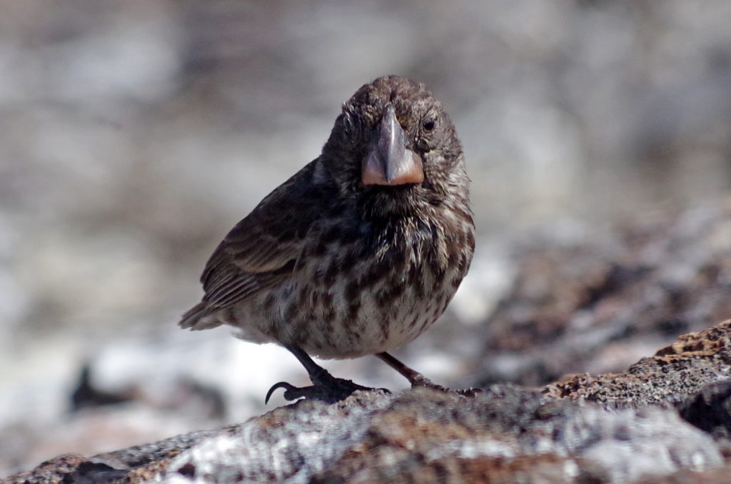 groundfinch_1089_10032016_1200x795_90