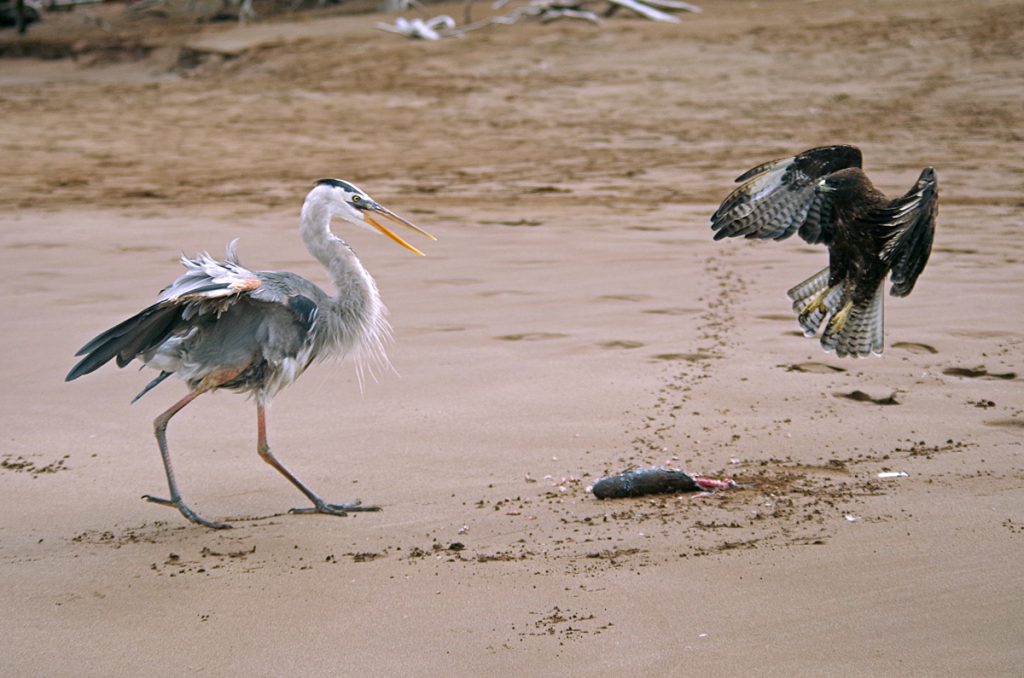 heronhawk_1854_10062016_1200x795_90