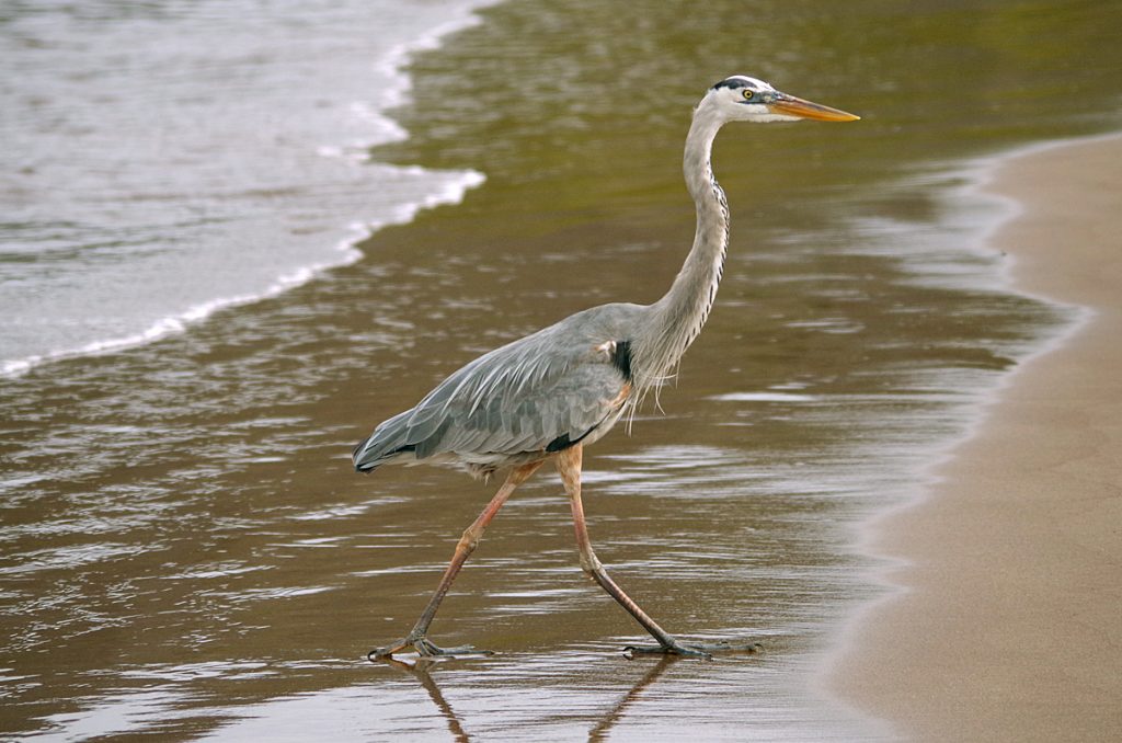 heron_1852_10062016_1200x795_90