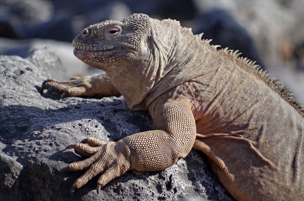iguana_0787_10022016_1200x795_90