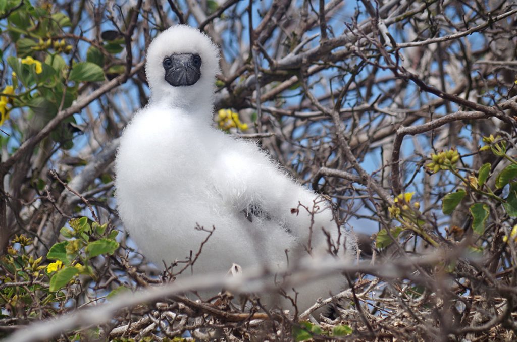 immaturebooby_1150b_10032016_1200x795_90