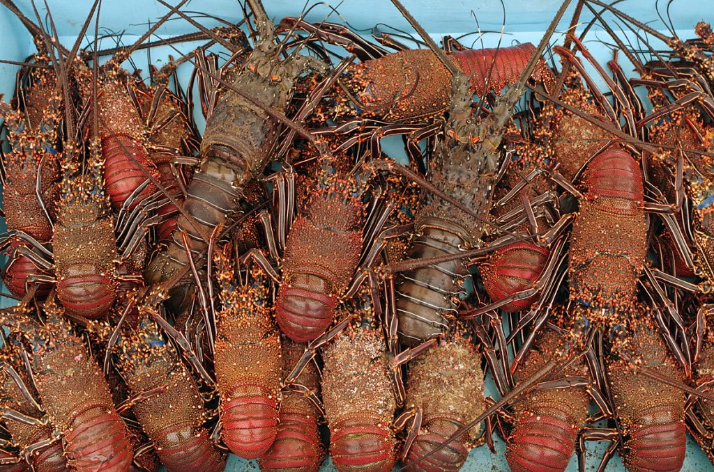 lobsters_2063_10072016_1200x795_90