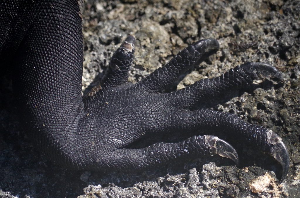 marineiguanafoot_1313b_10042016_1200x795_90