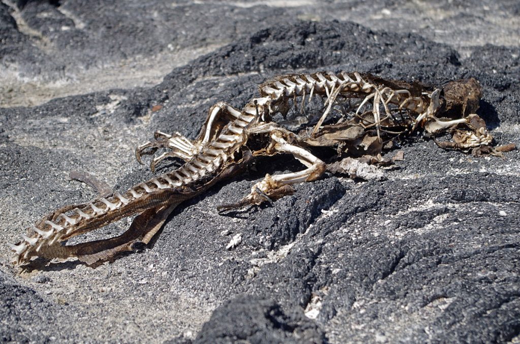 marineiguanaskeleton_1378_10042016_1200x795_90