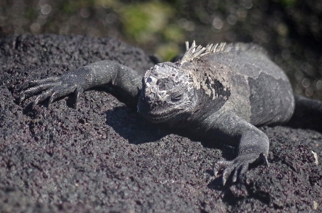 marineiguana_1271b_10042016_1200x795_90