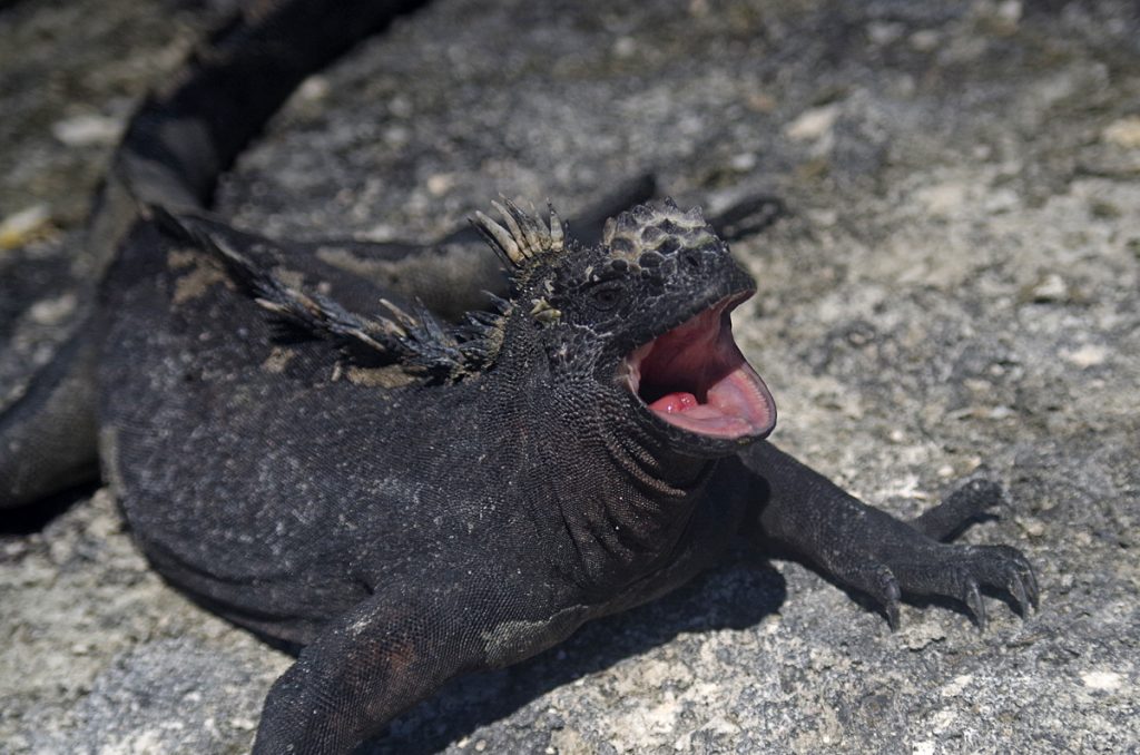 marineiguana_1325b_10042016_1200x795_90