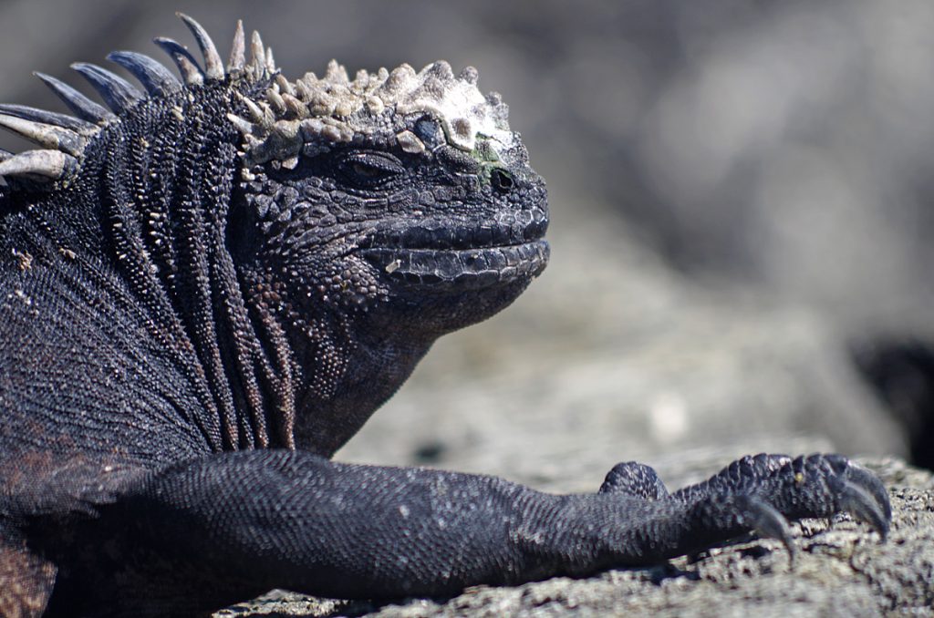 marineiguana_1364_10042016_1200x795_90