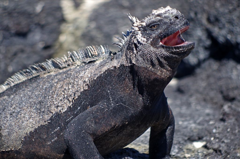 marineiguana_1371_10042016_1200x795_90