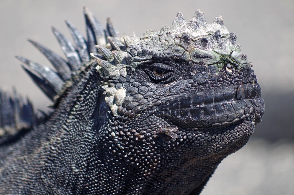 marineiguana_1384_10042016_1200x795_90