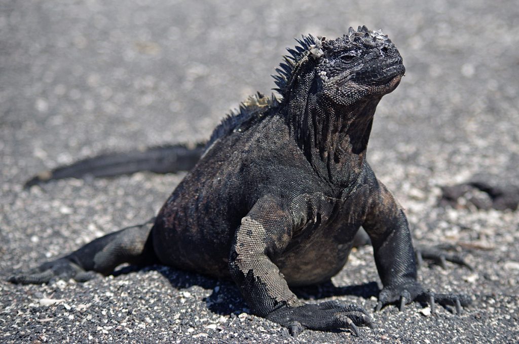 marineiguana_1386_10042016_1200x795_90